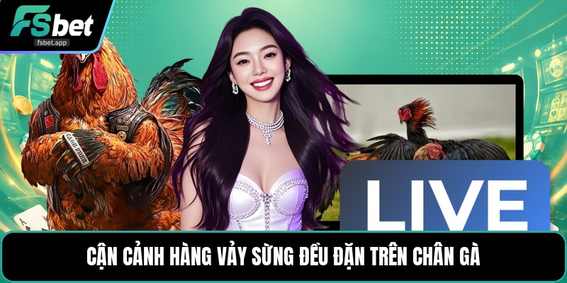 Vảy Gà Tứ Quý - Dấu Hiệu Nhận Biết Và Cách Xem Chuẩn