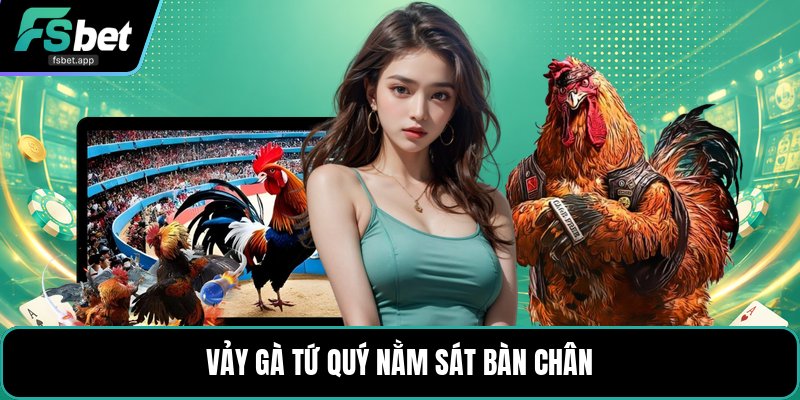 Vảy Gà Tứ Quý - Dấu Hiệu Nhận Biết Và Cách Xem Chuẩn